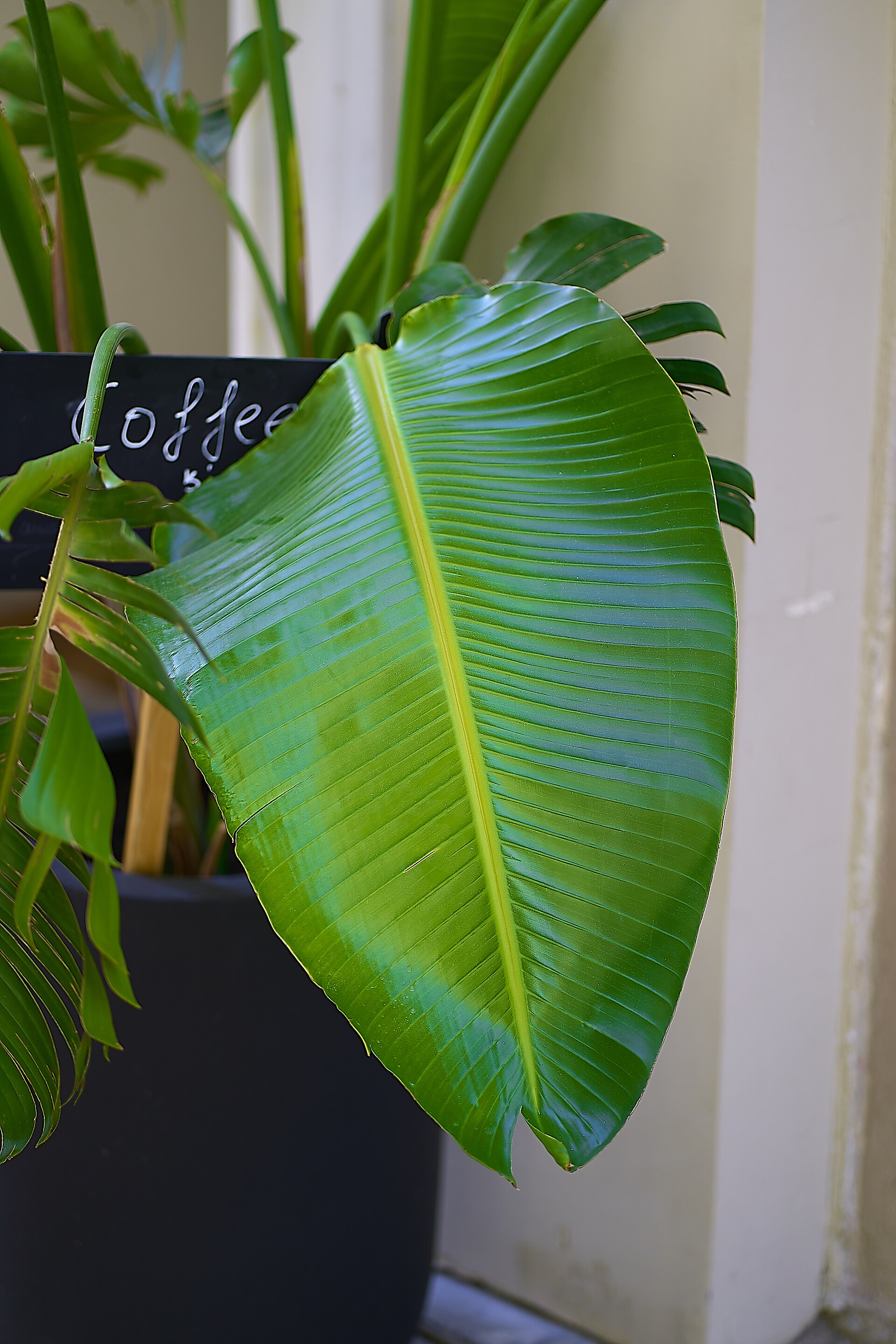 Hardy banana leaf (Musa basjoo) in Athens.